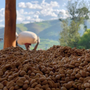 koffiebonen in Akagera, Rwanda