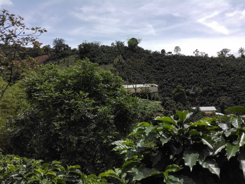 Afstandsfoto van een koffieplantage in Colombia genaamd La Esperanza